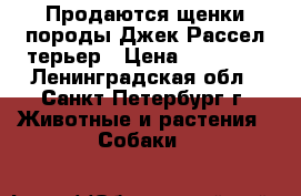 Продаются щенки породы Джек Рассел терьер › Цена ­ 15 000 - Ленинградская обл., Санкт-Петербург г. Животные и растения » Собаки   